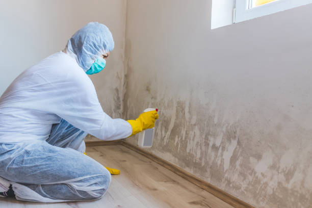 Licensed Basement Mold Remediation service in Ramsey, MN - WQB Mold Removal