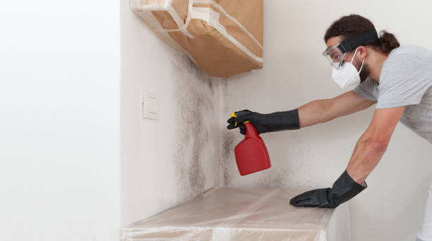 Professional Basement Mold Remediation technician working in Ramsey, MN