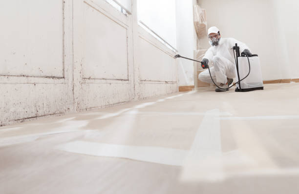 24/7 Emergency Basement Mold Remediation experts in Ramsey, MN