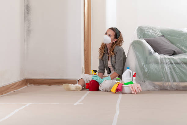 Reliable Basement Mold Remediation contractor in Ramsey, MN by WQB Mold Removal